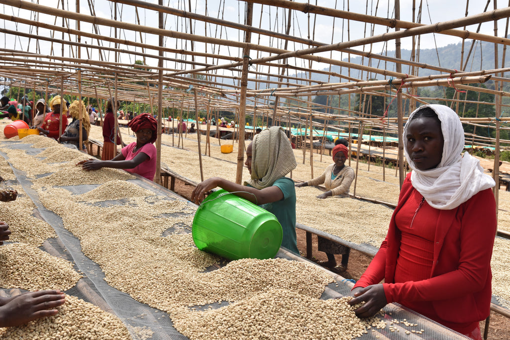 Ethiopian Coffee sorting nd drying on raised beds.
